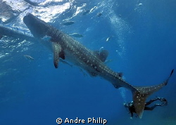 big stuff with giant fin - whaleshark encounter on the ph... by Andre Philip 